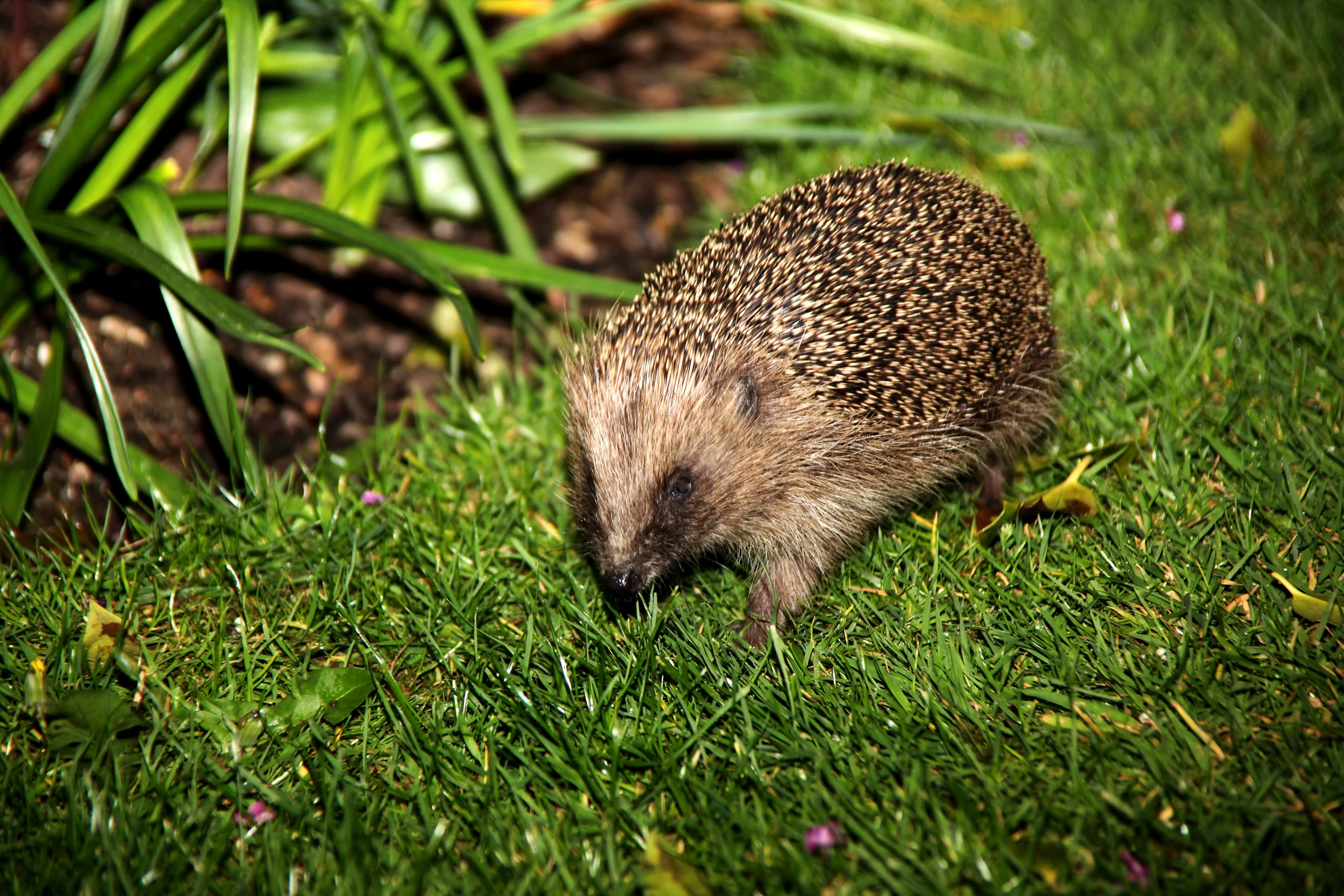 the hedgehog is walking on green grass