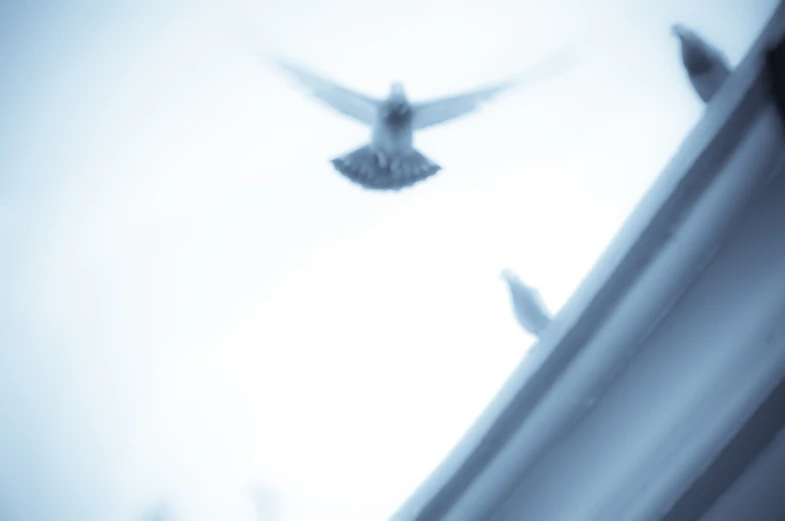 a bird flying high over the top of a roof