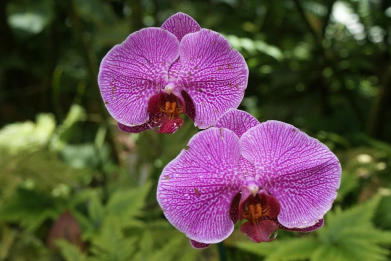 two purple flowers sitting in the grass together