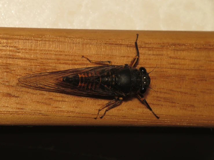 a bug crawling on the side of a wooden piece