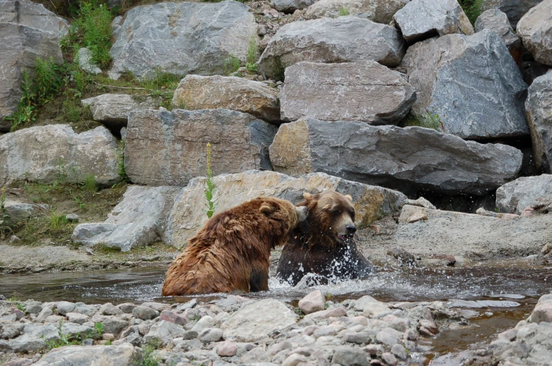 a couple of bears are playing in the water