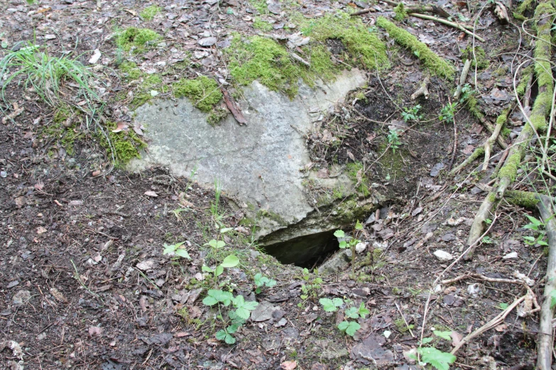 a rock with moss growing on the top of it