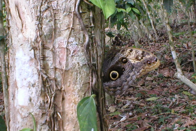 an owl is sitting next to the trees