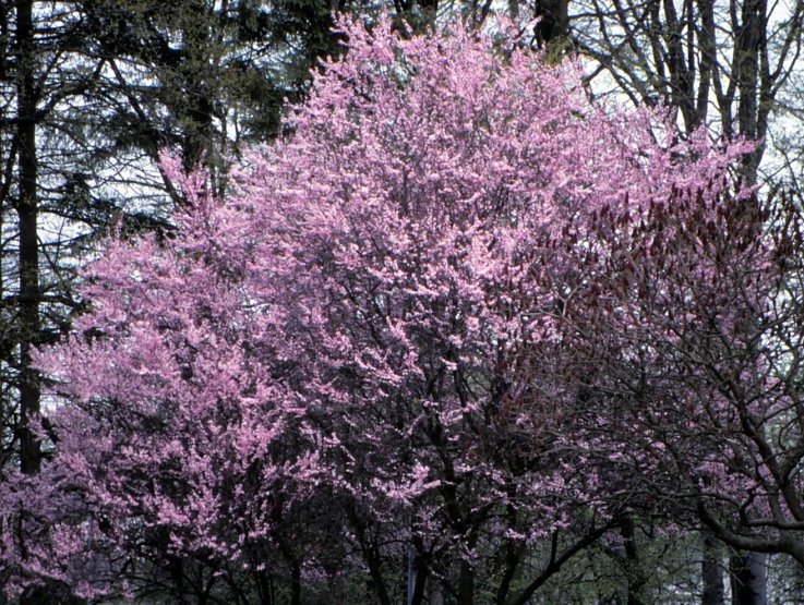 a large pink tree stands in a park