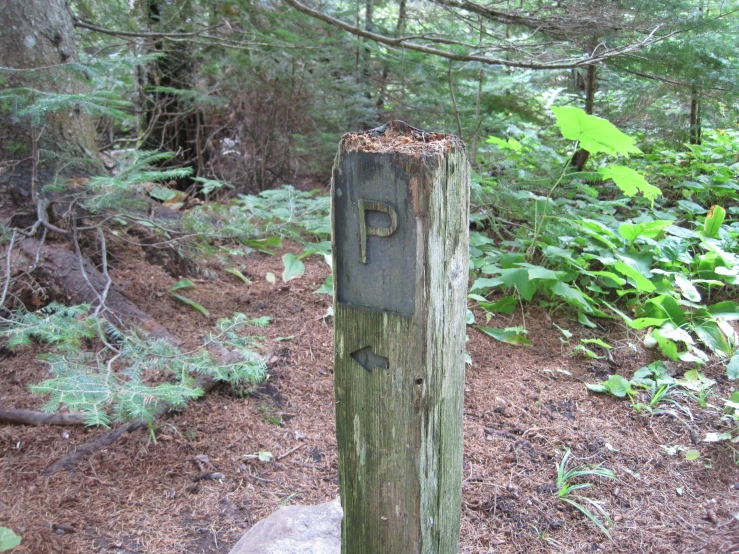 a wooden pole with no one is standing in the woods