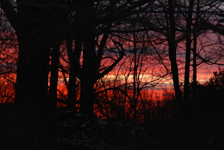 trees and the sky during sunset at the park