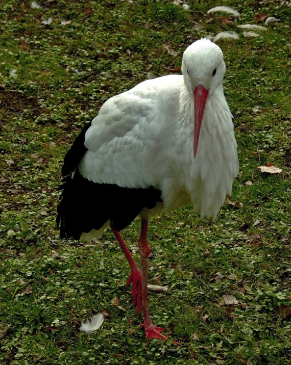 a black and white bird with a long beak standing on green grass