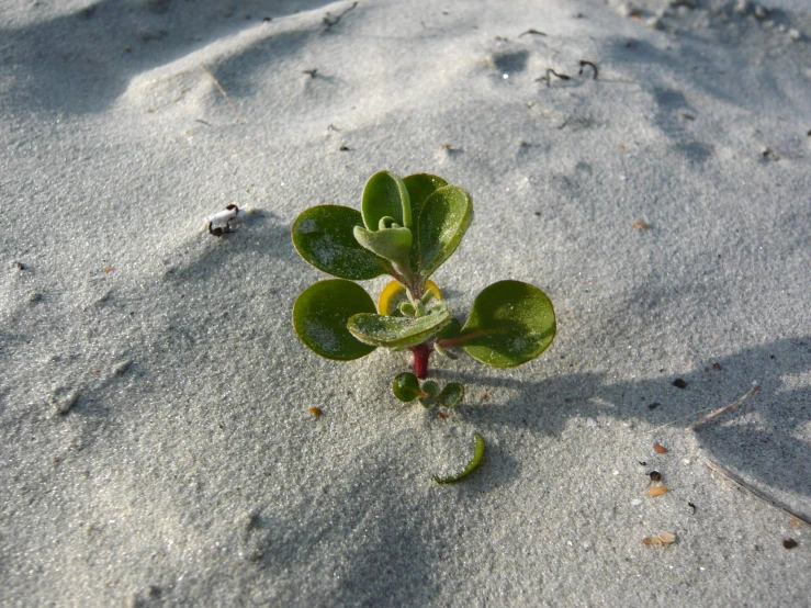 a small plant in the sand with a yellow flower