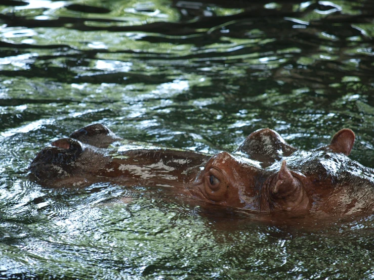 some very cute animals swimming in some water