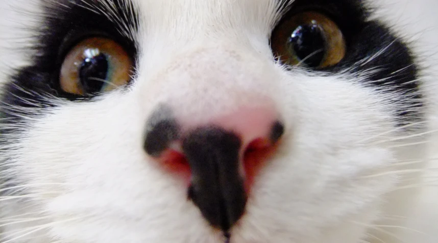 a close - up of a cat with its tongue sticking out