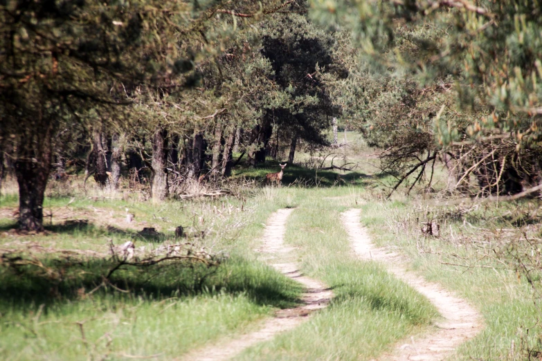 dirt road winding up into an area of trees