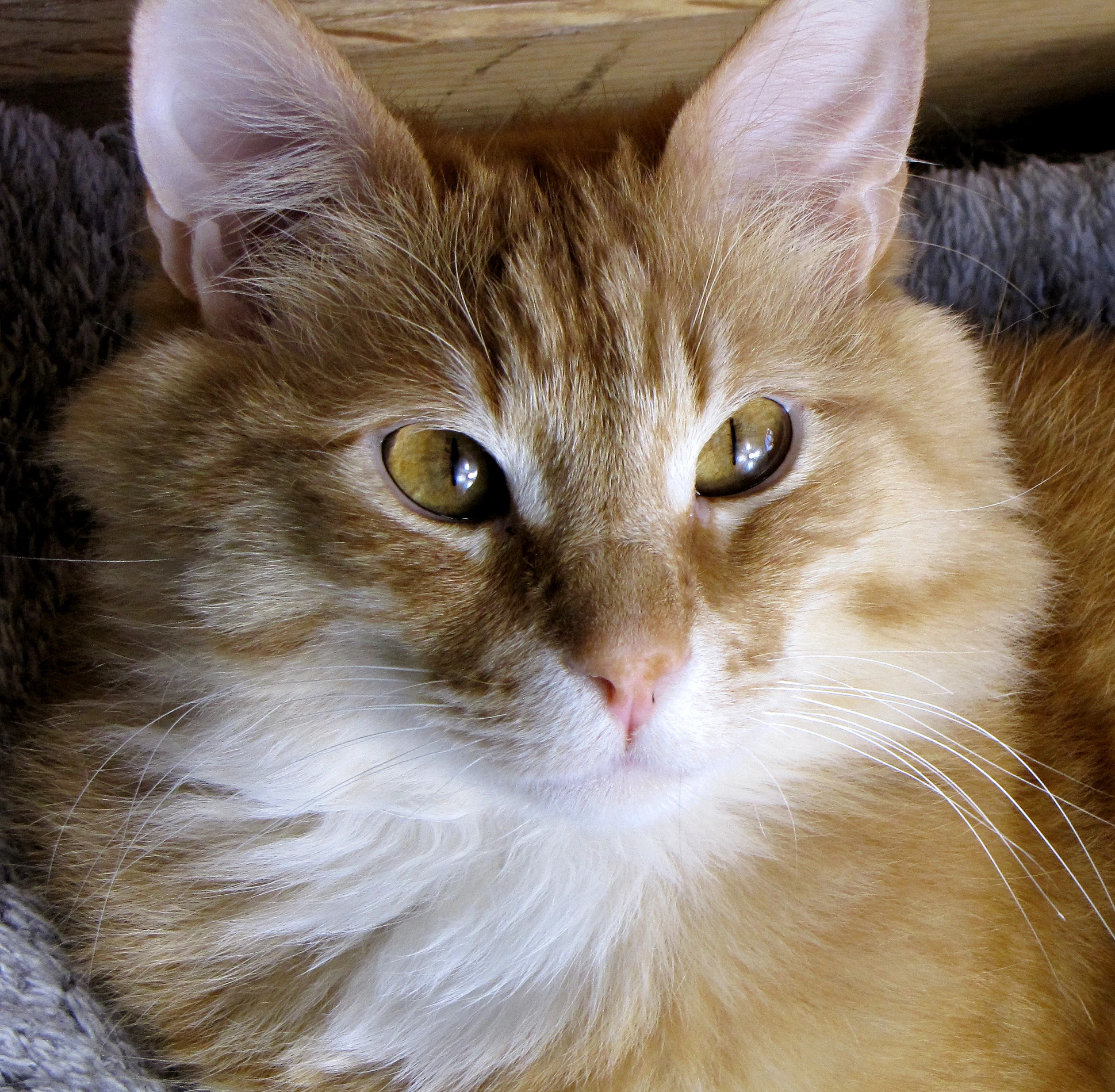 an orange and white cat sitting on top of a pile of furniture