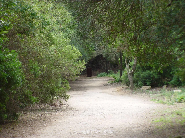 there is a dirt road surrounded by trees