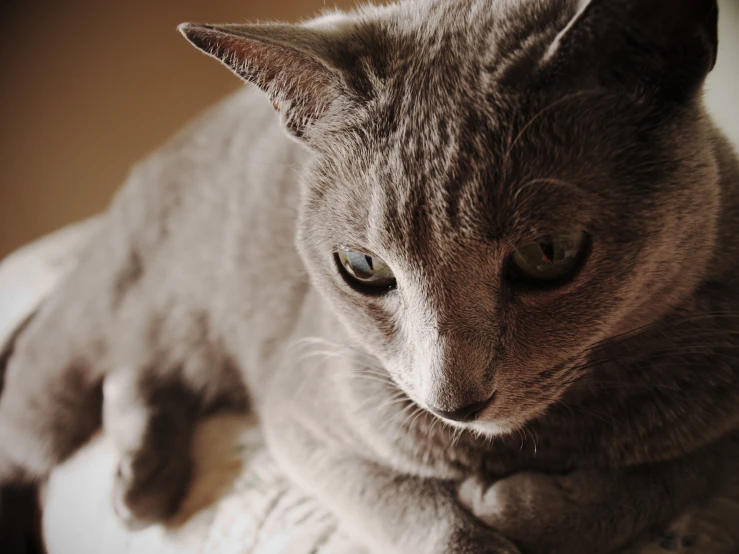 a gray cat sitting on top of a couch