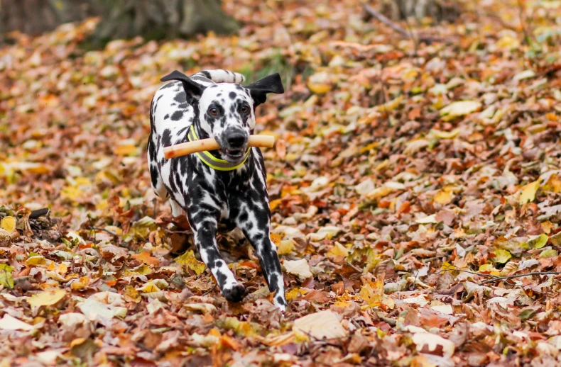 the dog is running across a pile of autumn leaves