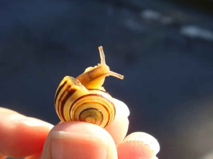 small snail sitting on a persons fingers outside