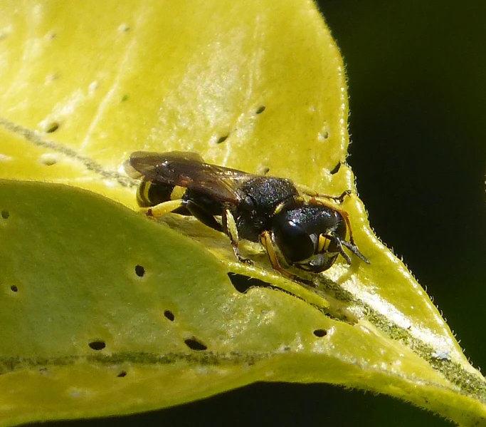 a fly is perched on the leaves of a plant