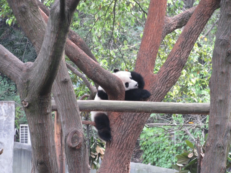 a panda climbing a tree in its zoo enclosure