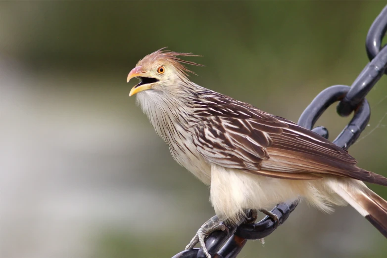 a brown and white bird perched on top of a metal wire