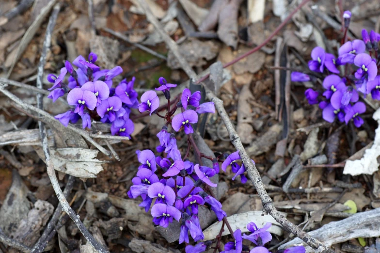 three flowers on the ground with brown leaves