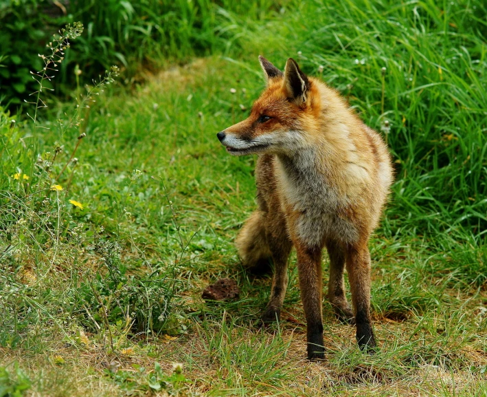 an adult red fox looking away from the camera