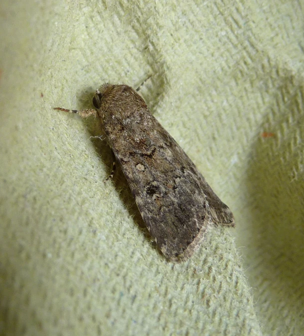 a small moth on a green cloth