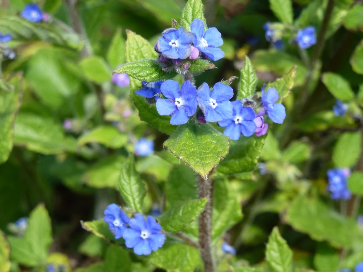 several small blue flowers in a field