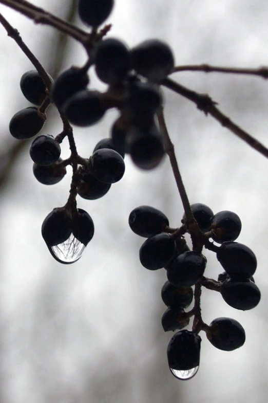 berries on the tree have very little leaves