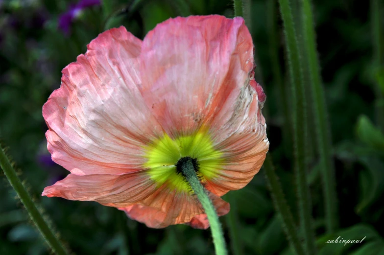 a pink flower that is growing in the grass