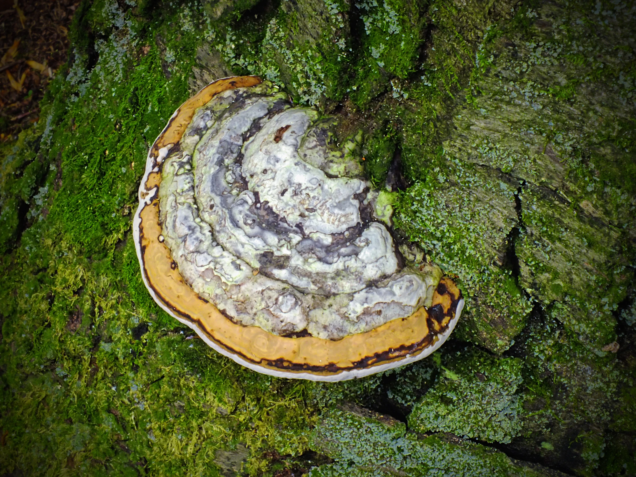 a mushroom is growing on a tree trunk