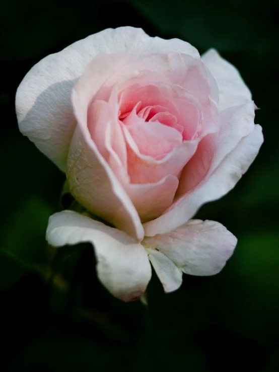 a large pink rose sitting on top of green leaves