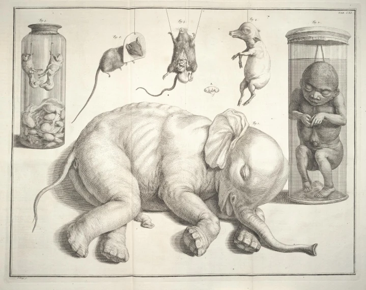 an old, black and white drawing of mice and elephants