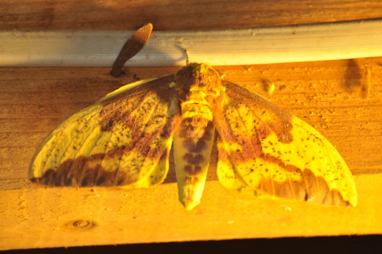 a small moth is shown on a wall near a window