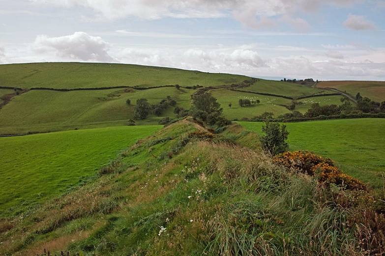 a grassy hill with some small yellow flowers in it