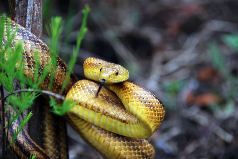 there is a small snake curled up against a tree