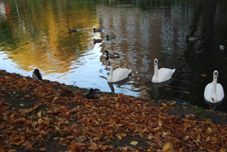 two swans and one ducks swimming on a pond