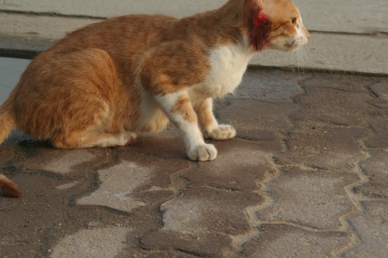 a close up of a cat near a wall