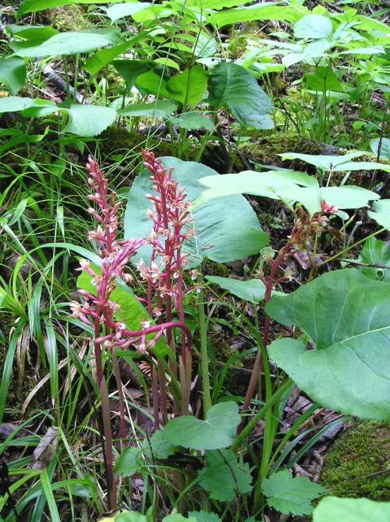 an image of flowers near water in the woods