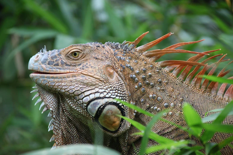 a green iguan looks off into the distance with its head resting on its chest