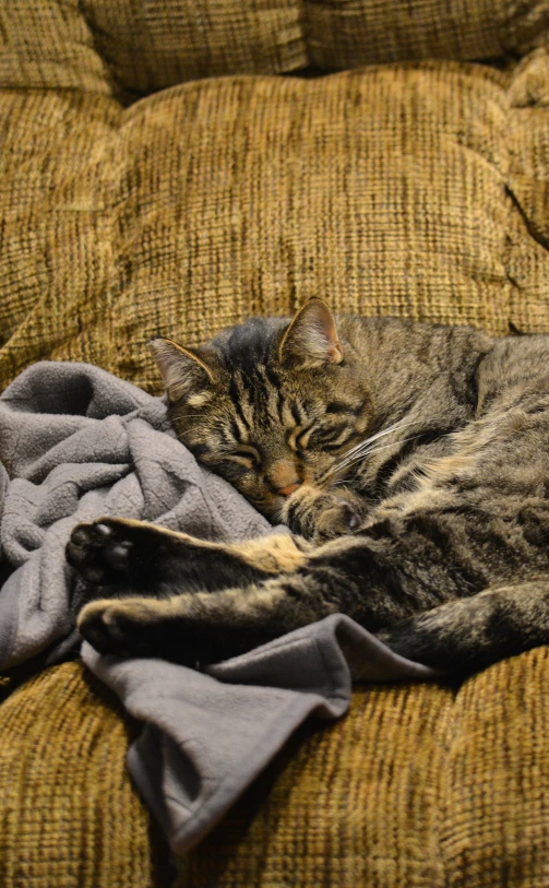 a cat laying down on a bed with blankets