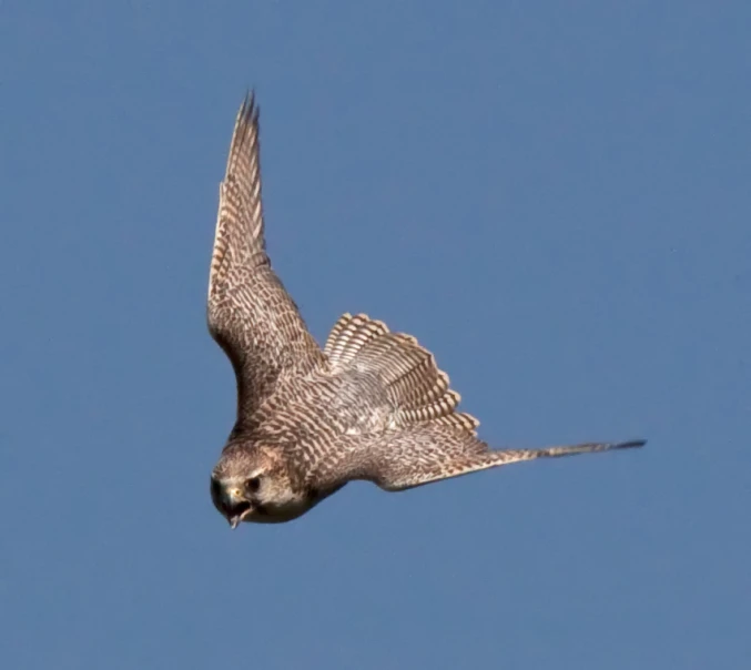 a grey bird flies through a blue sky