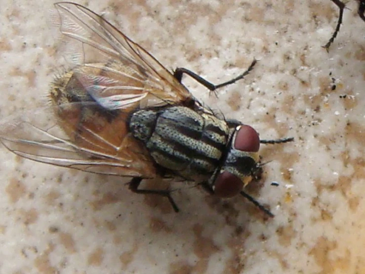 close up of an insect on the ground with it's head down