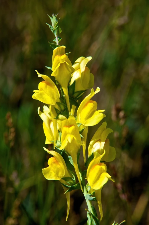 close up view of some yellow flowers in the sun