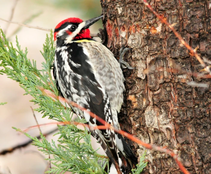 a woodpecker is perched on top of a tree nch