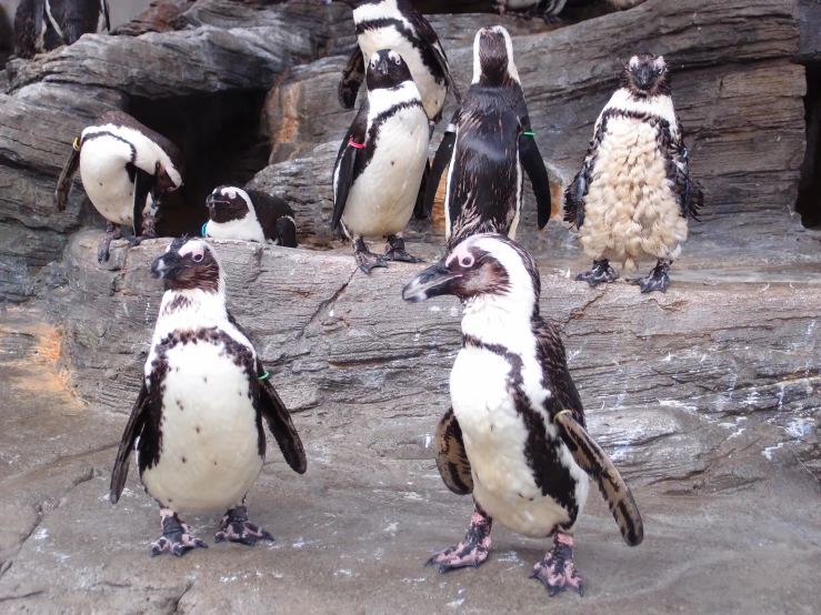 a flock of penguins standing on rocks looking around