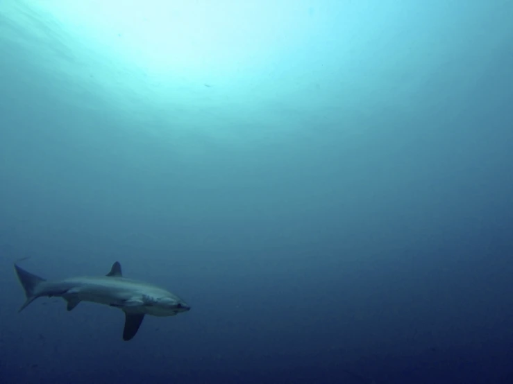 a shark swimming through the ocean on a clear day