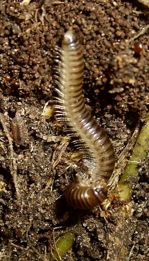 a close up of a leafless cater crawling