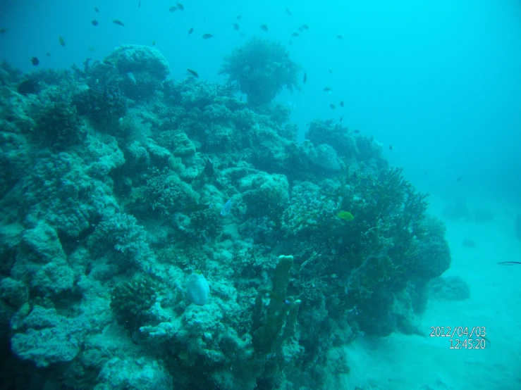 an underwater view with many corals and small fish swimming around