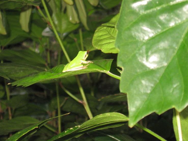 the frog is sitting on the large green leaf