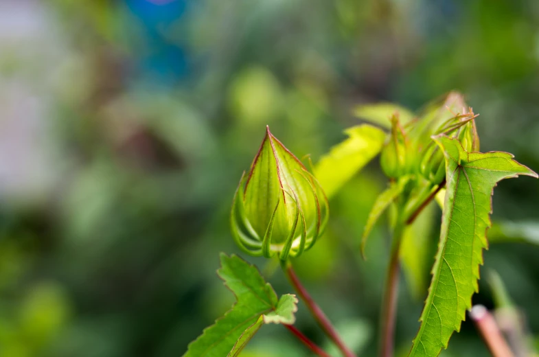 a single budding green plant sitting in a garden